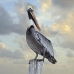 pelican_brown_can_v_0179_mex0189.jpg